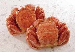 画像1: ゆで毛蟹2尾